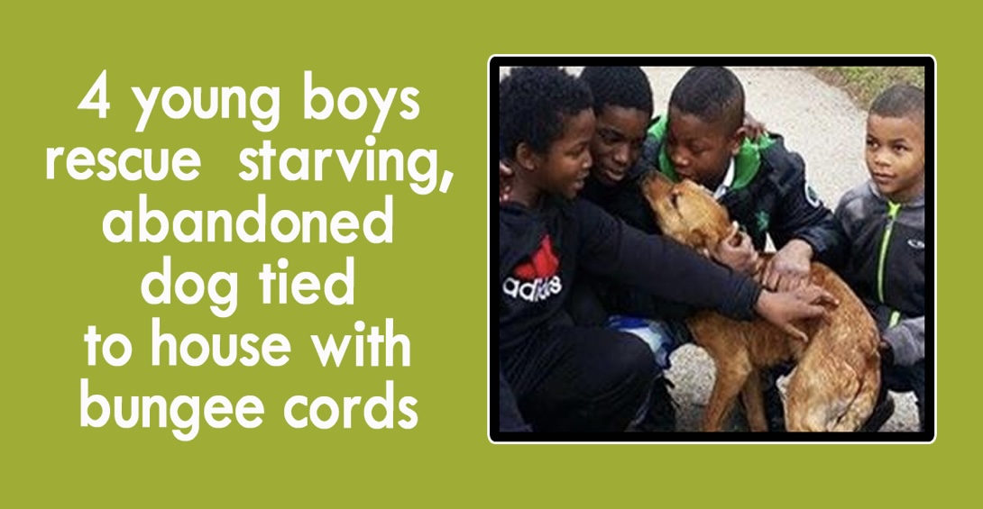 4 young boys rescue starving, abandoned dog tied to house with bungee cords