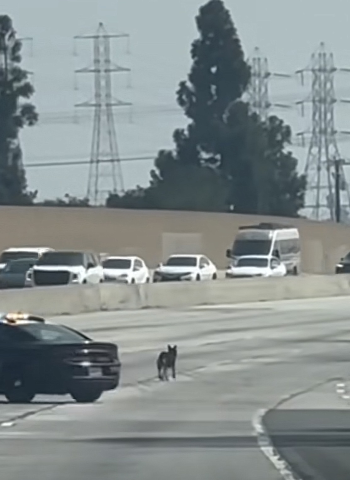 Highway patrol and local motorists were seen chasing a dog down a freeway